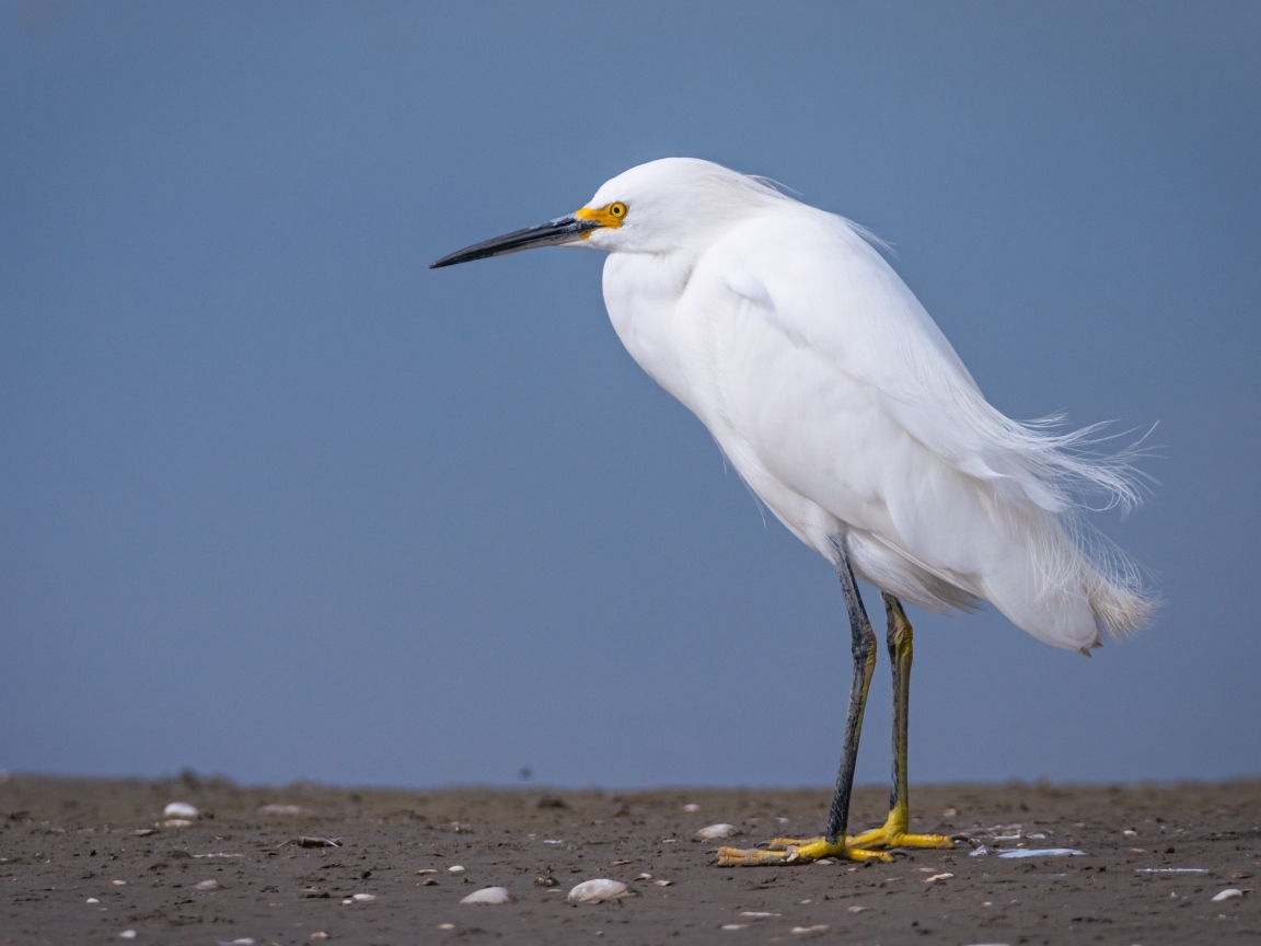 Белая цапля с острым клювом стоит на песке