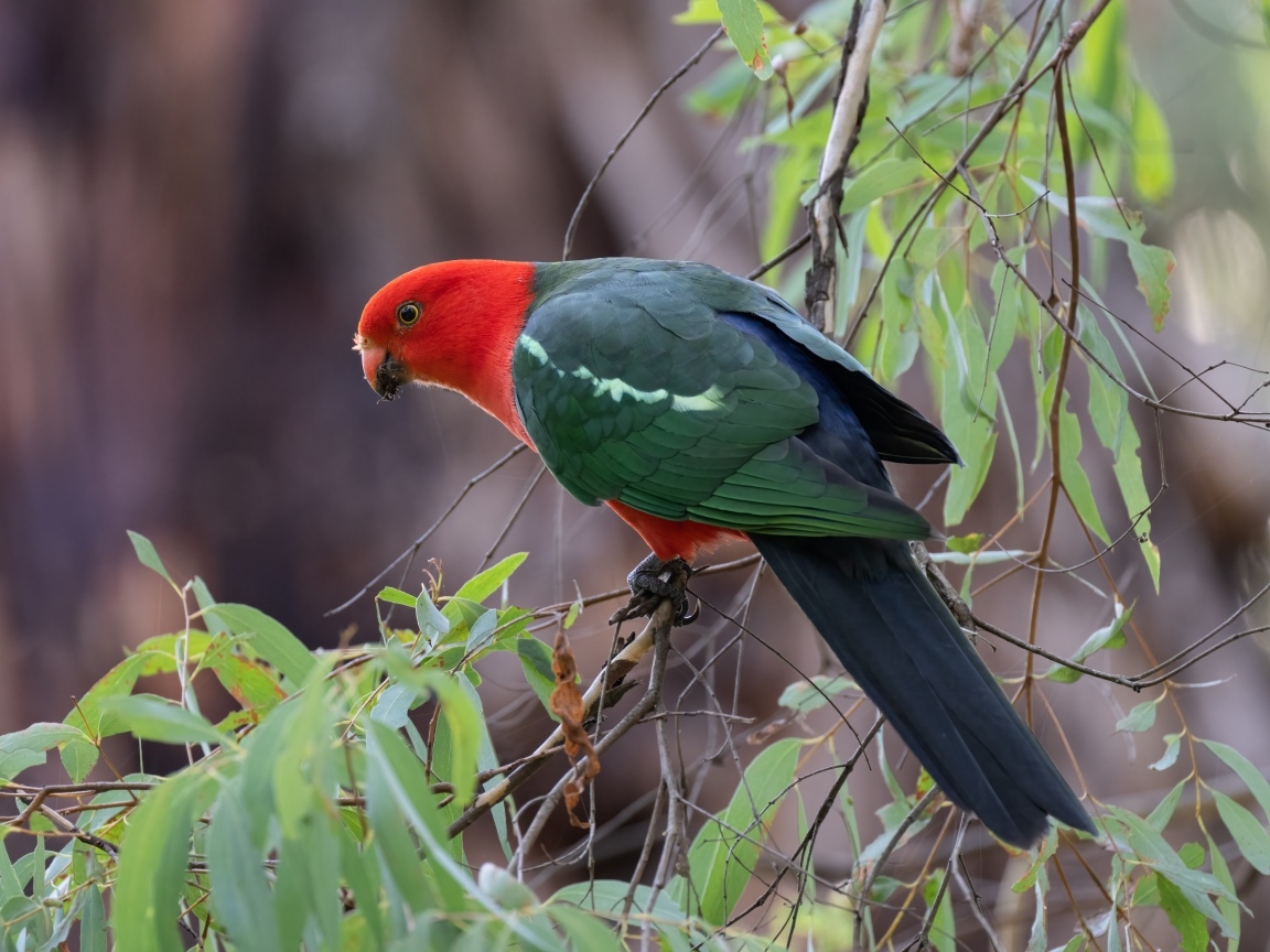 Австралийский королевский попугай на ветке дерева