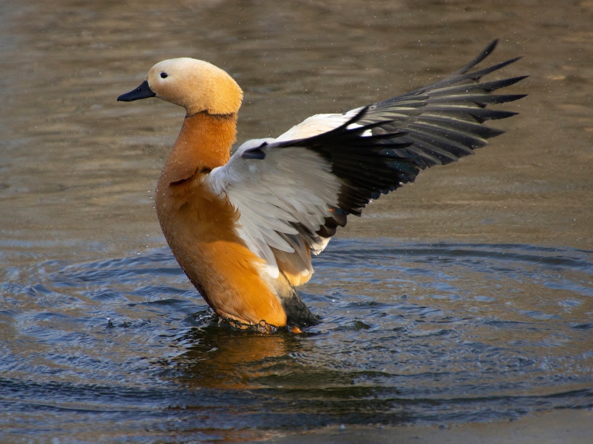Красивый коричневый гусь в воде