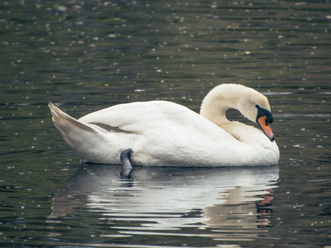 Красивый белый лебедь плавает в воде