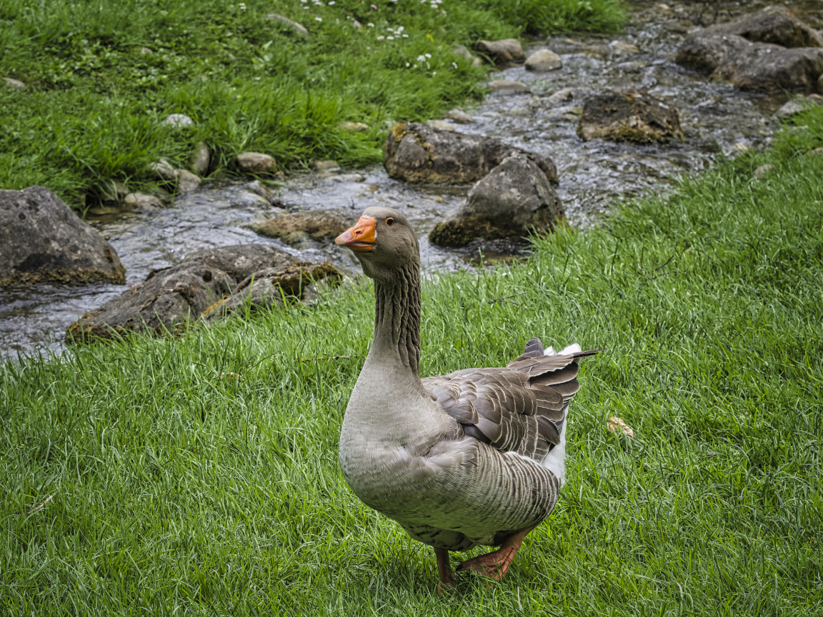 Большой гусь на траве у ручья