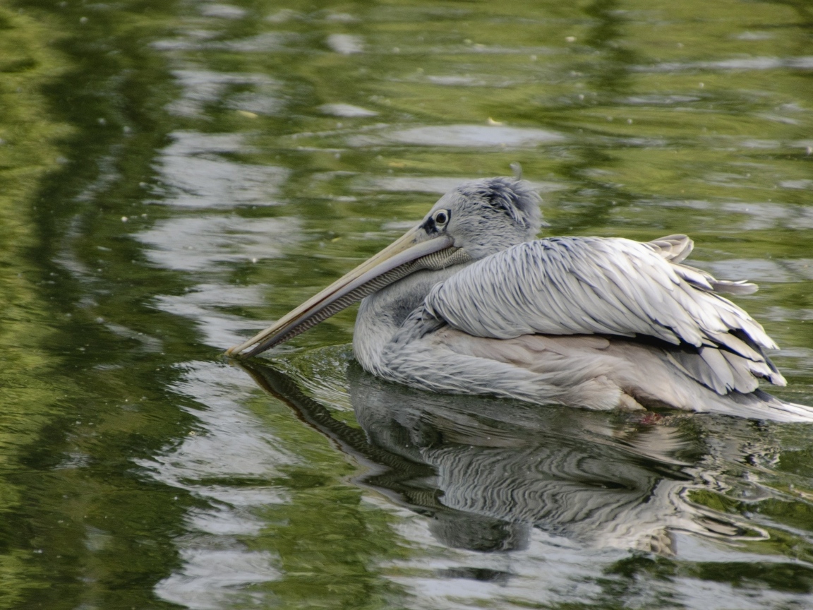 Большой серый пеликан в воде