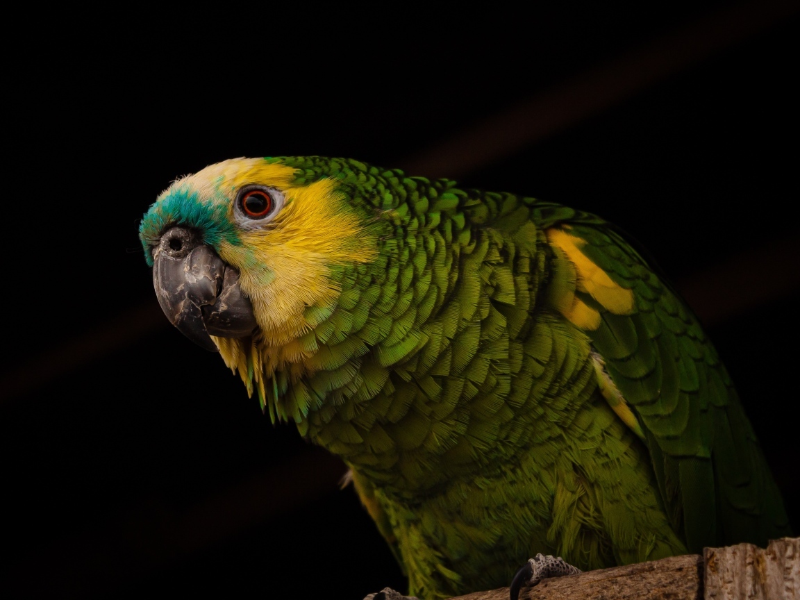 Большой зеленый попугай на черном фоне