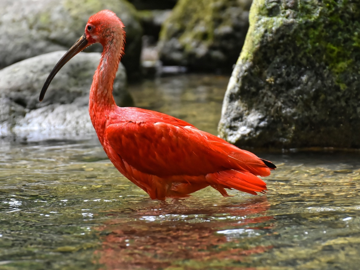 Большой красный ибис в воде