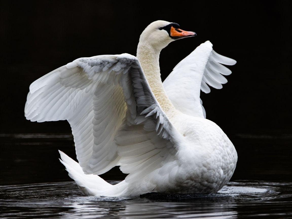 Большой белый лебедь расправил крылья в воде