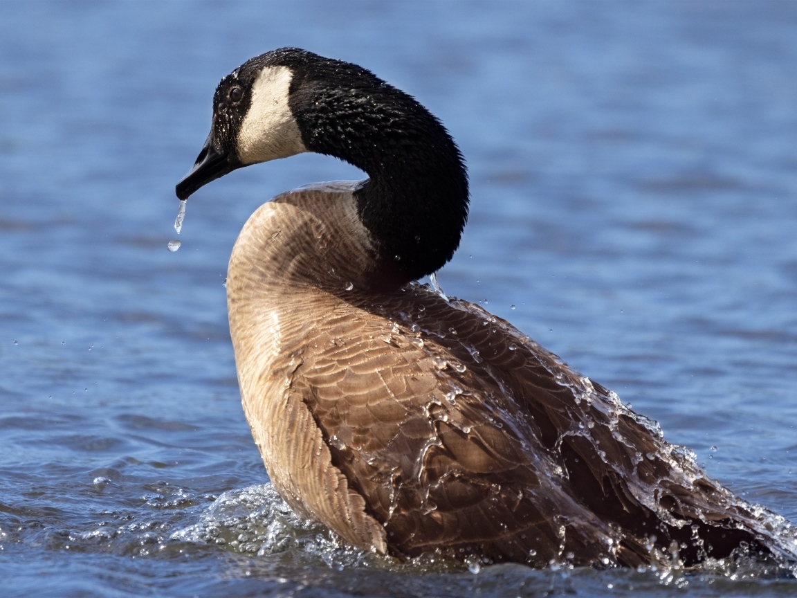 Большой дикий гусь купается в озере