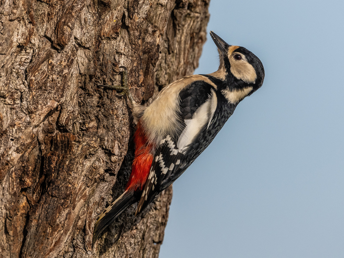 Большой дятел сидит на дереве