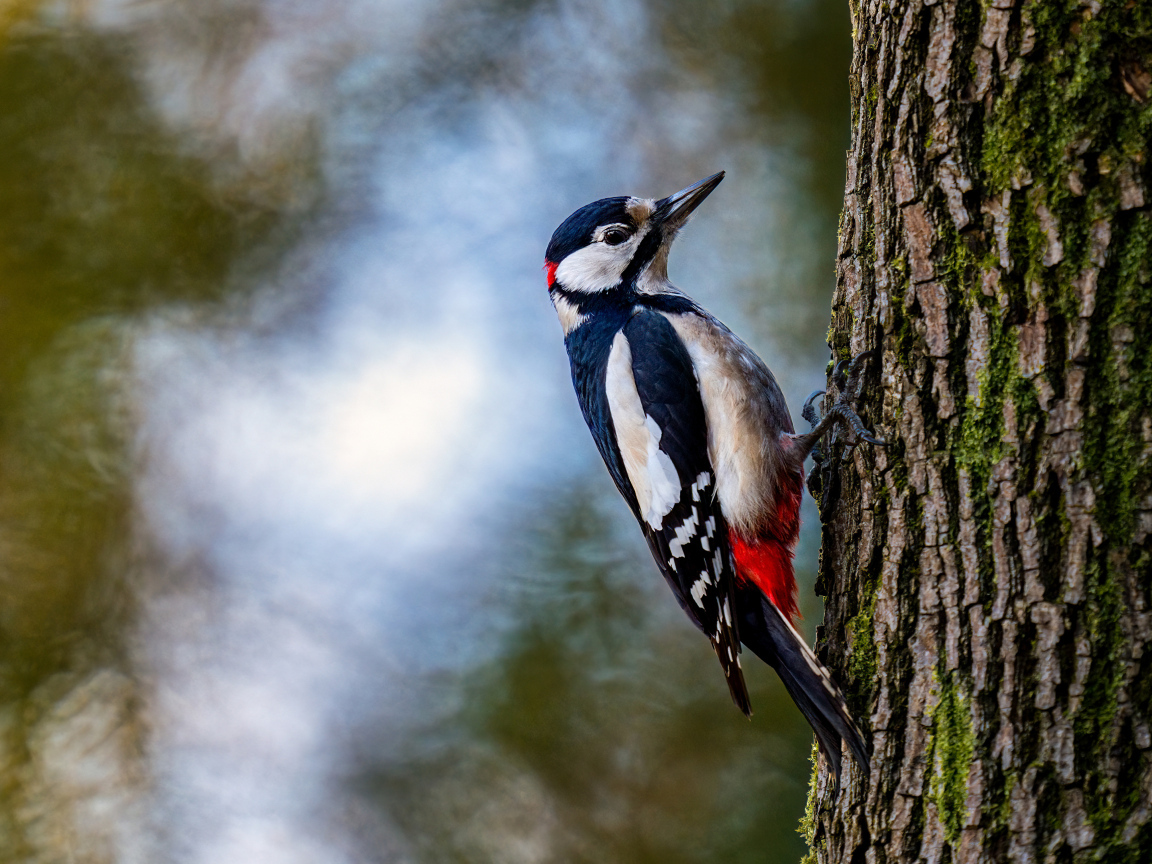 Большой дятел сидит на дереве