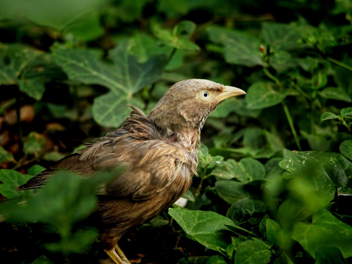 Птица прячется в зеленых листьях на земле