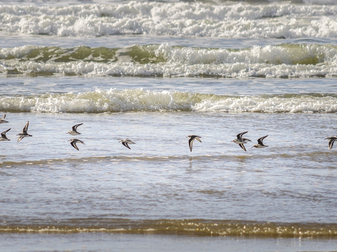 Птицы пролетают над морскими волнами