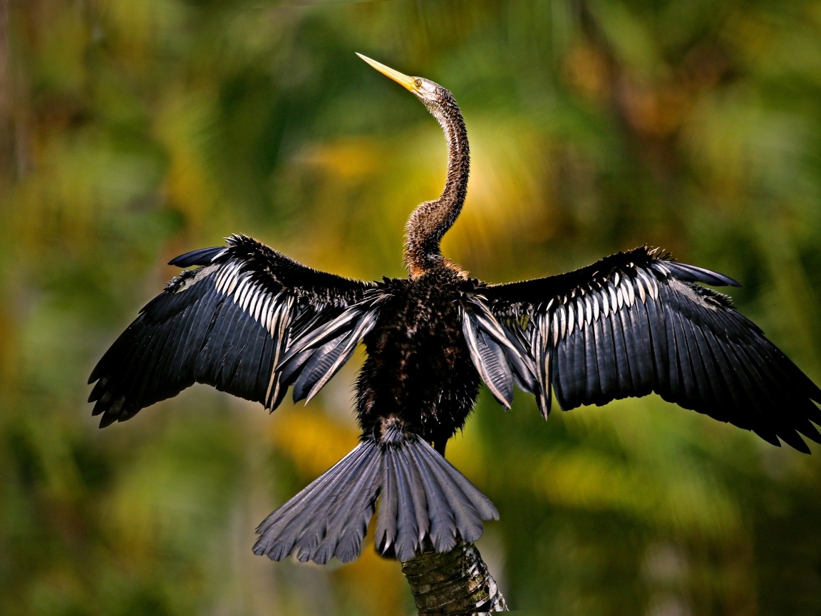 Черный баклан расправил крылья