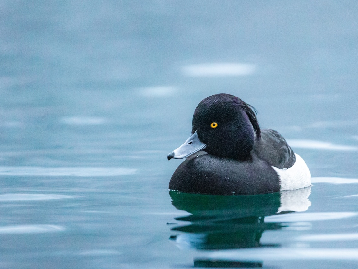 Черная утка плавает в воде