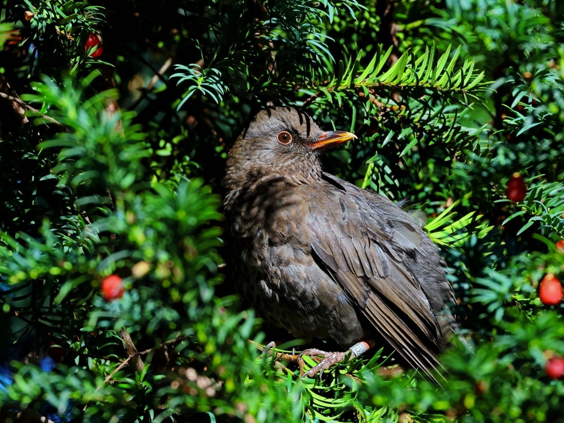 Черный обыкновенный дрозд в ветках