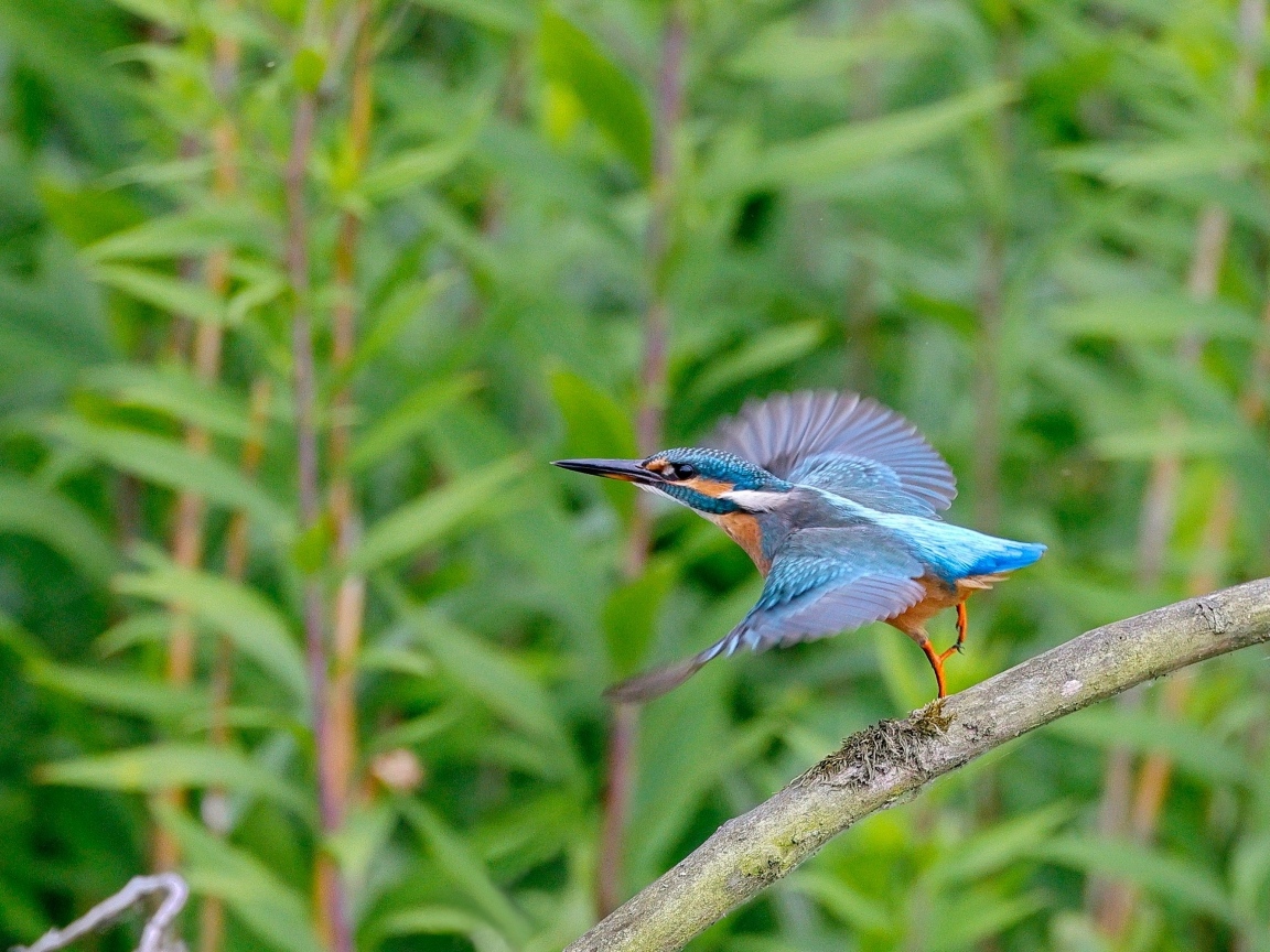 Голубая птица зимородок взлетает с ветки