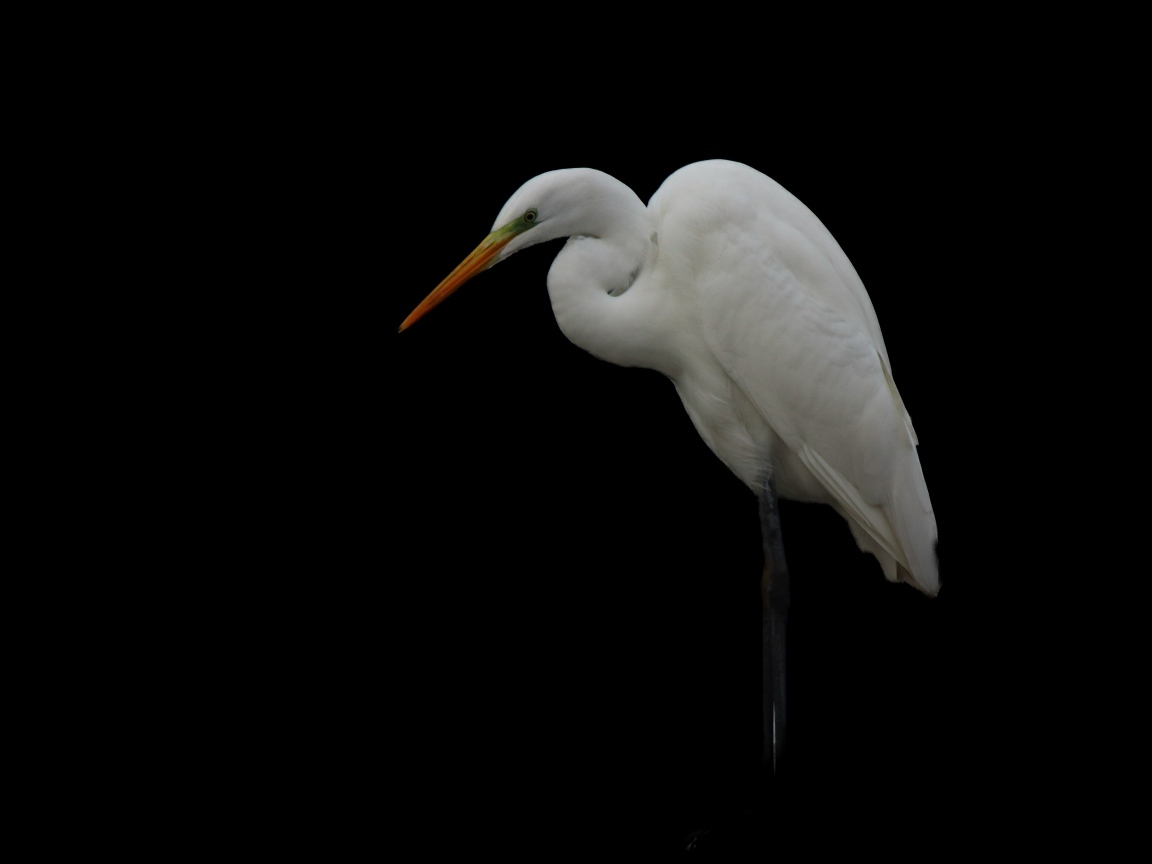 Белая цапля на черном фоне