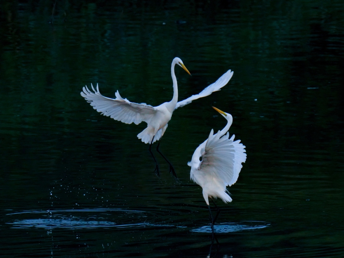 Влюбленные белые цапли в воде
