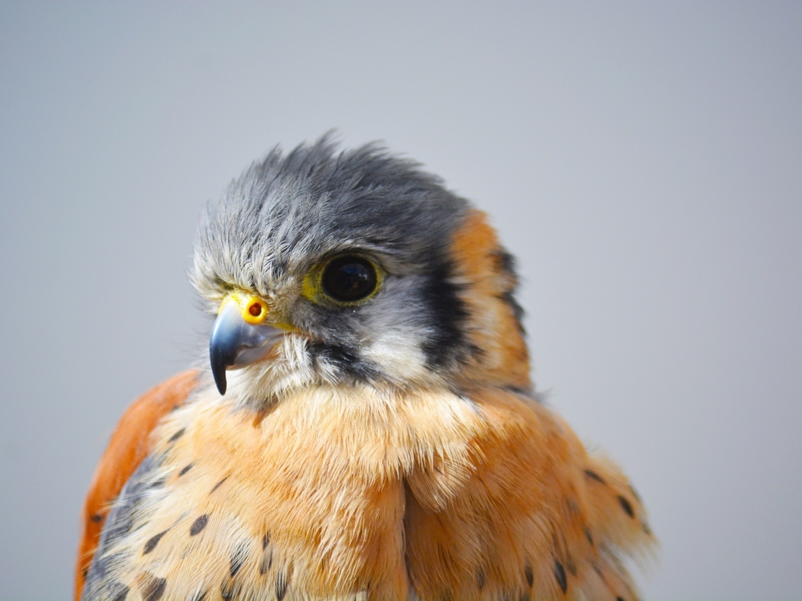 Голова сокола на сером фоне