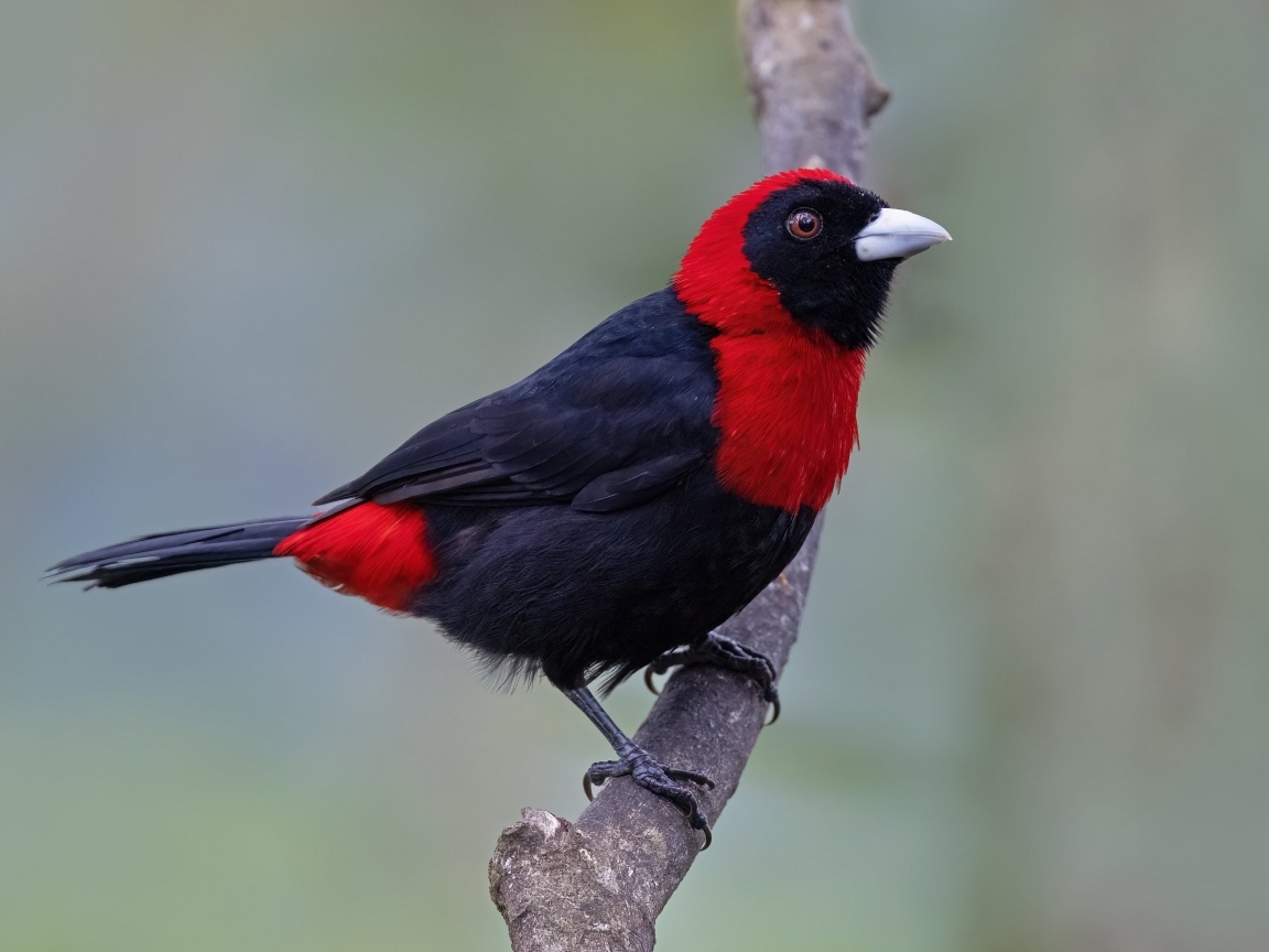 Огненная расписная танагра сидит на ветке дерева