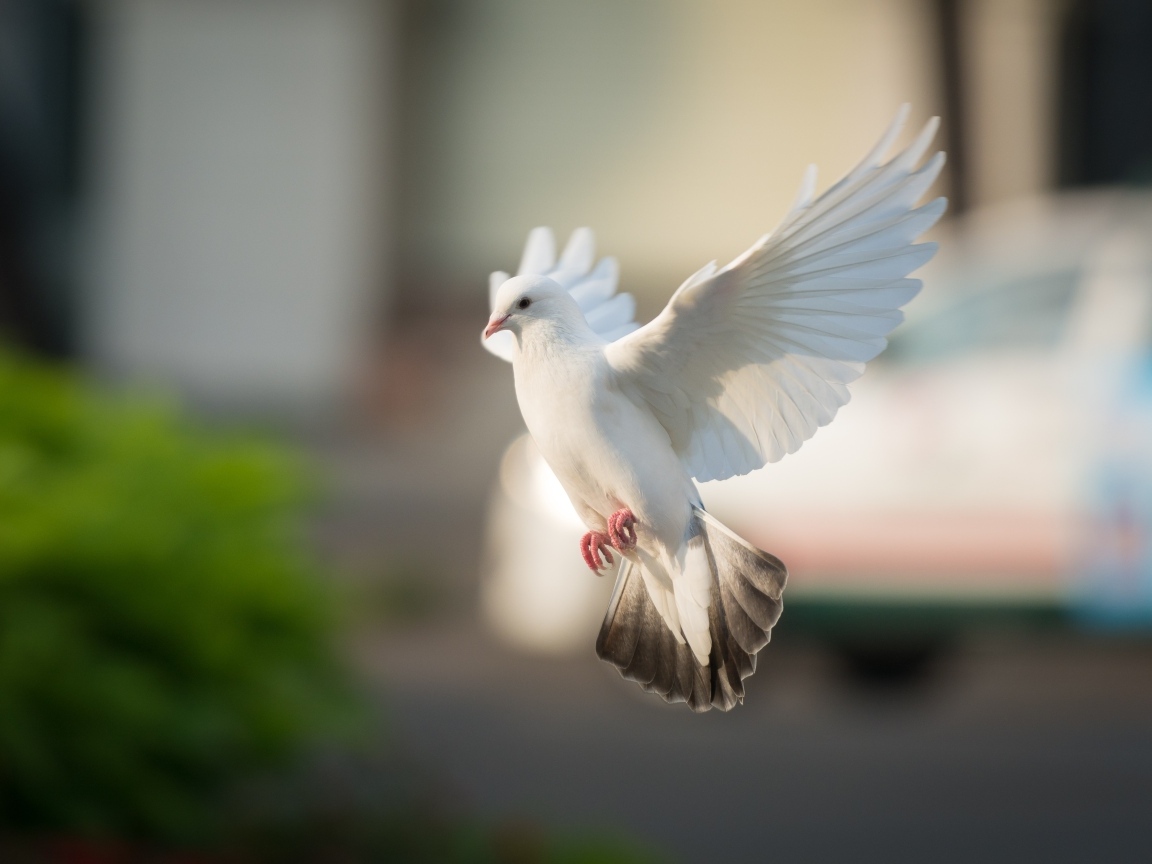 Полет красивого белого голубя