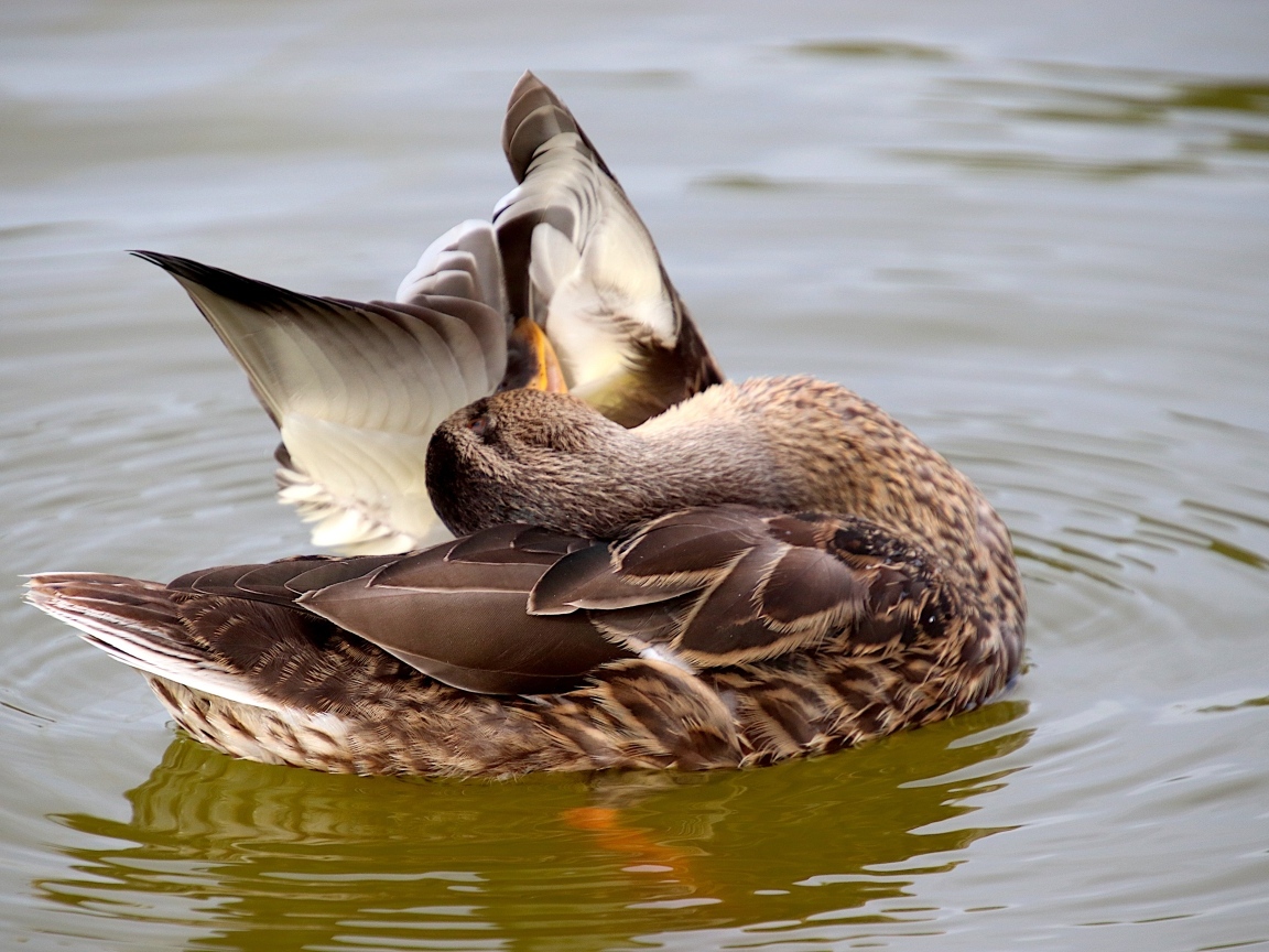 Гусь чистит перья в воде