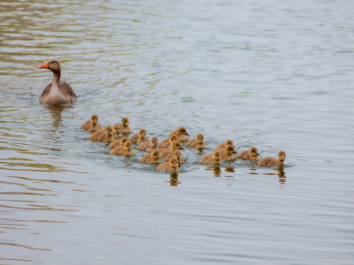Серый гусь с птенцами плывет по воде