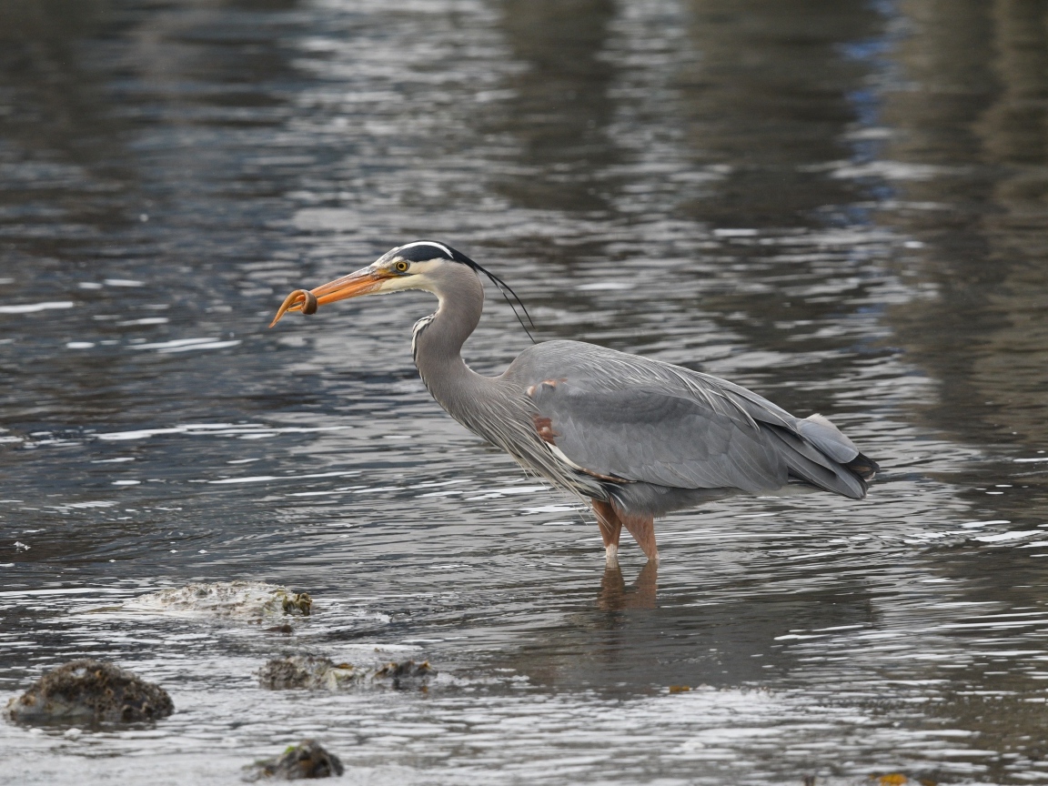 Серая цапля ловит рыбу в воде