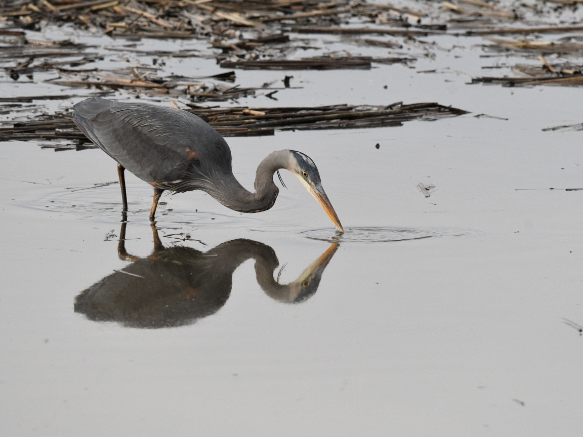 Серая цапля охотится в воде