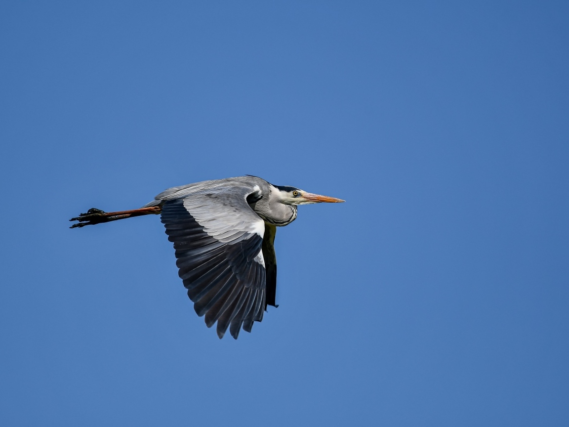 Большая серая цапля летит в голубом небе