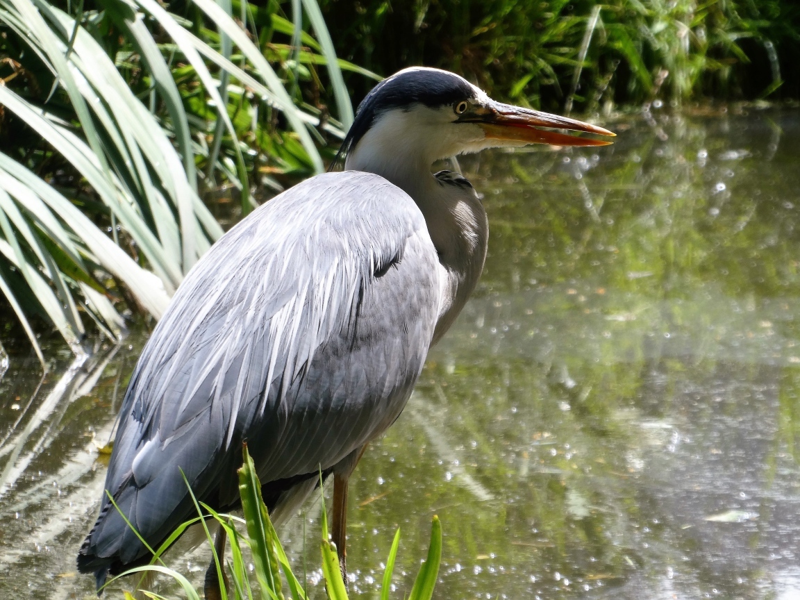 Большая серая цапля в воде 