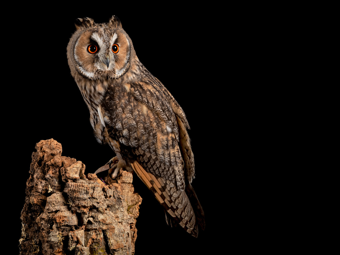 Большая сова на сухом дереве на черном фоне