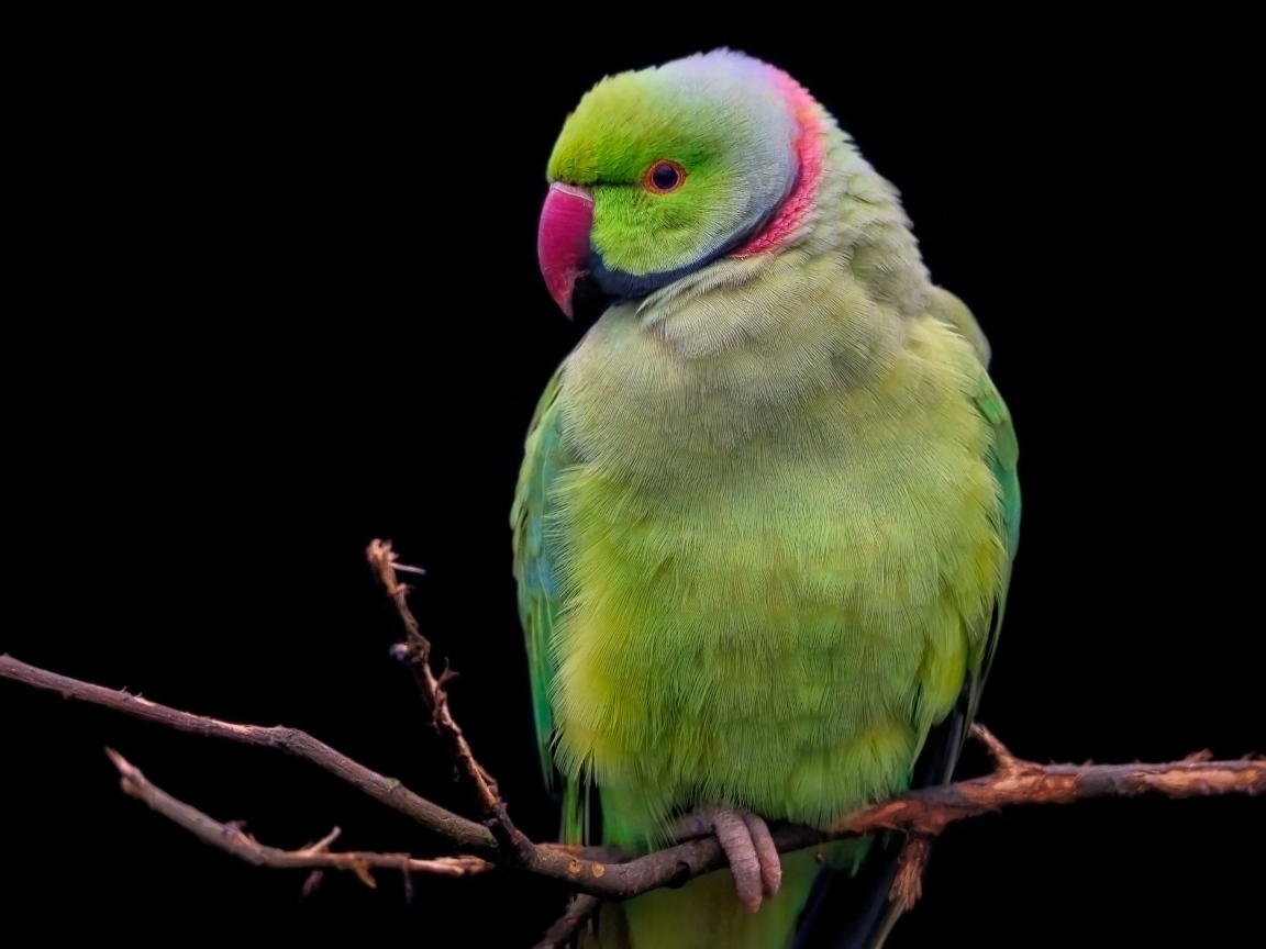 Зеленый ожереловый попугай сидит на ветке дерева