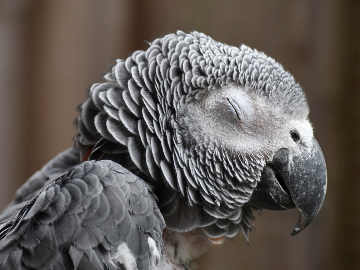 Попугай жако с закрытыми глазами