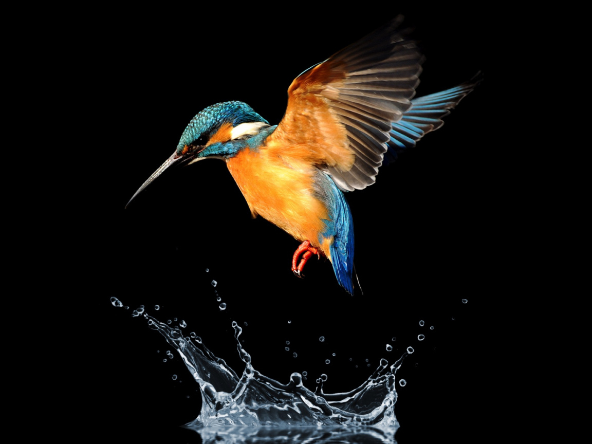Птица зимородок над водой на черном фоне