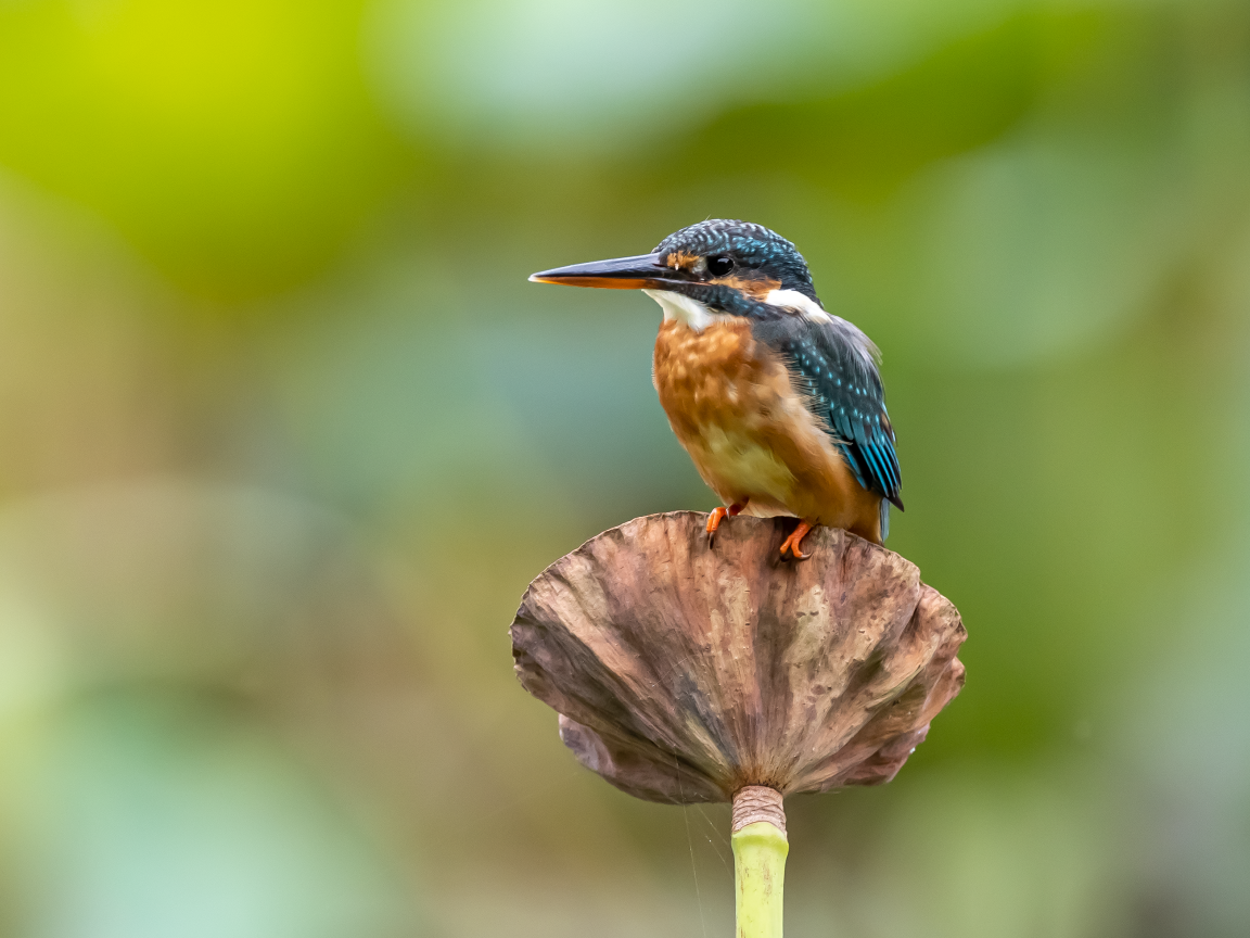Птица зимородок сидит на растении