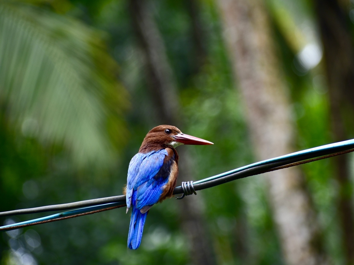 Птица зимородок сидит на проводах