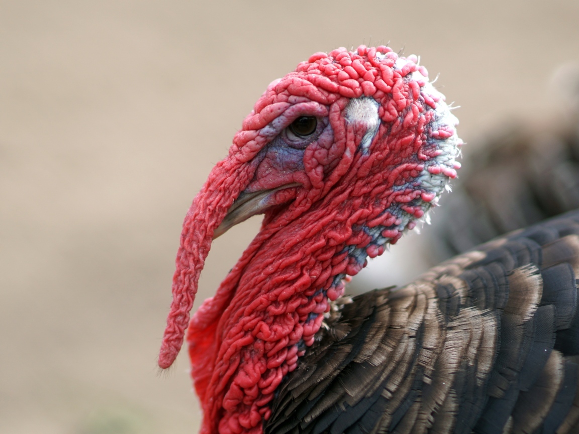 Большой домашний индюк с красной головой