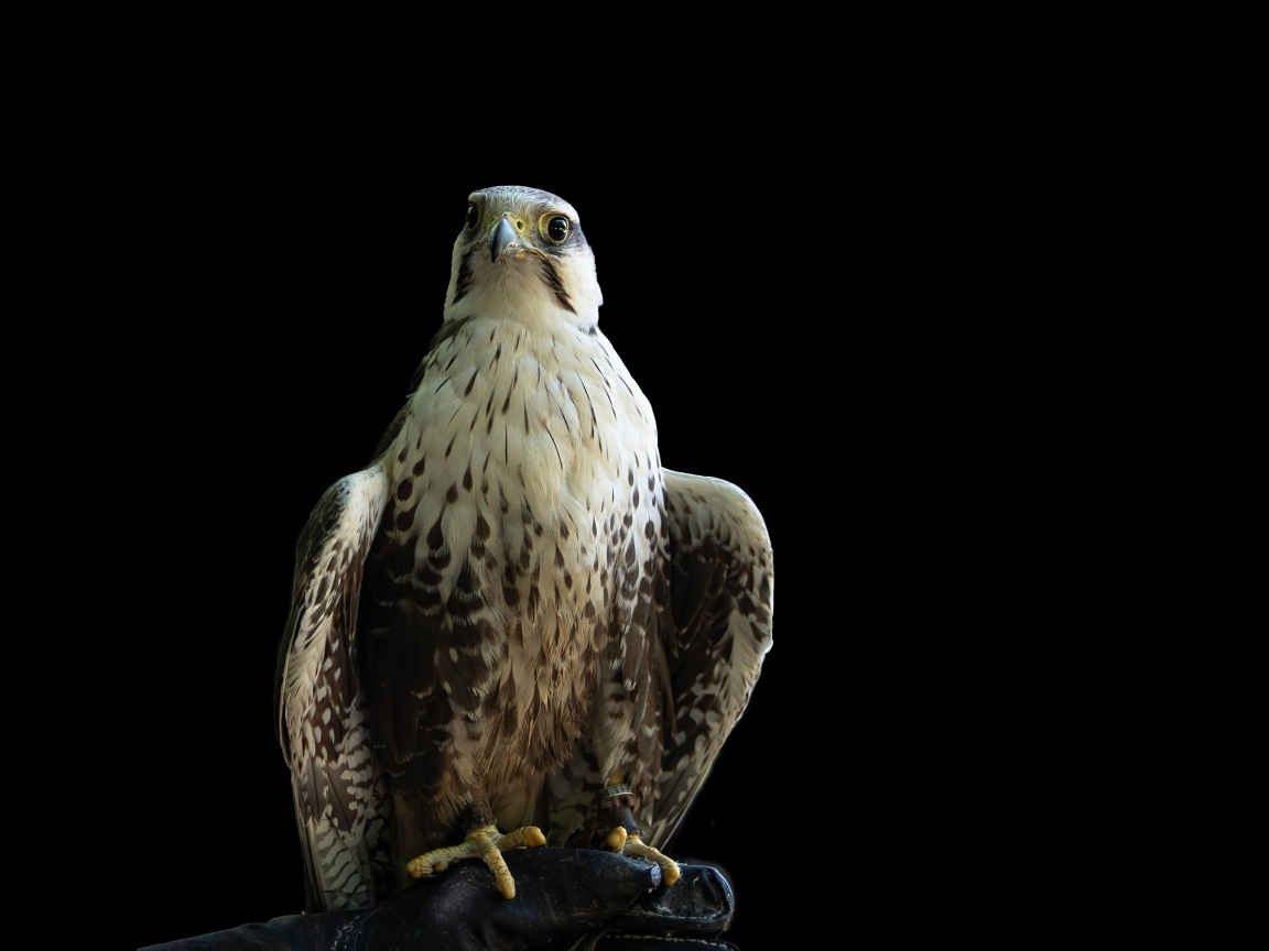 Большой хищный сокол на черном фоне
