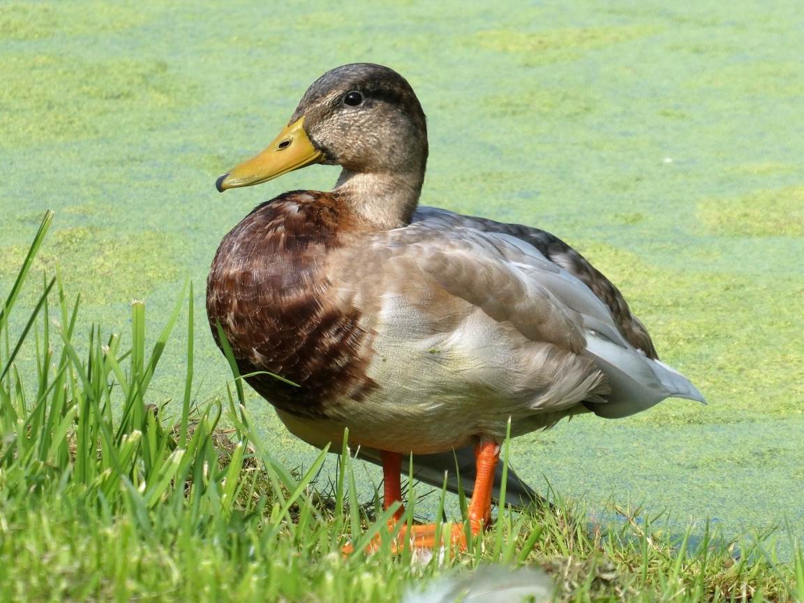 Большая дикая утка у покрытого тиной пруда