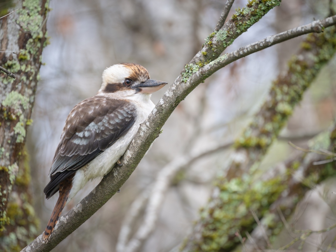 Птица смеющийся  кукабарра сидит на ветке