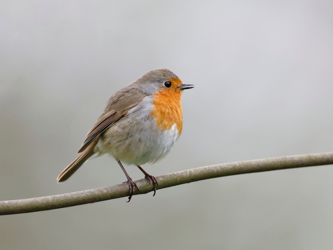 Маленькая европейская малиновка сидит на ветке