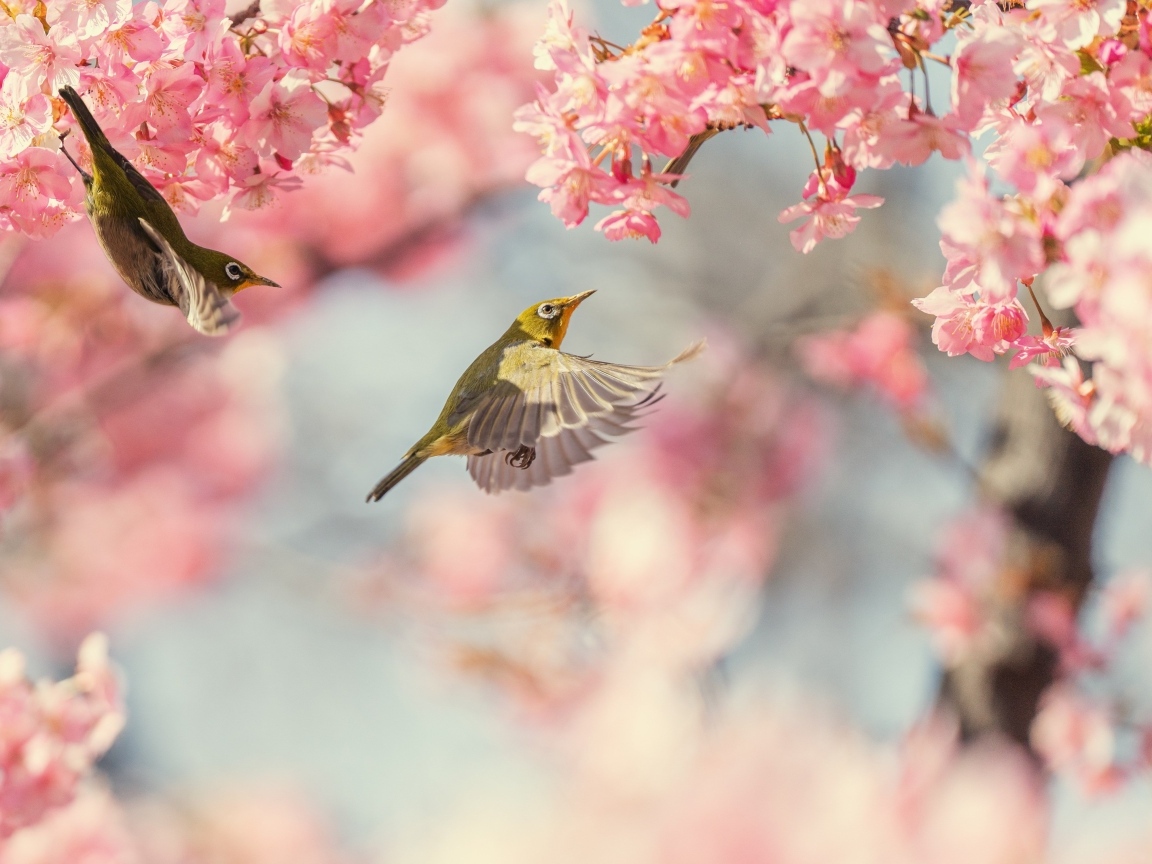 Маленькие птицы кружат у розовых цветов