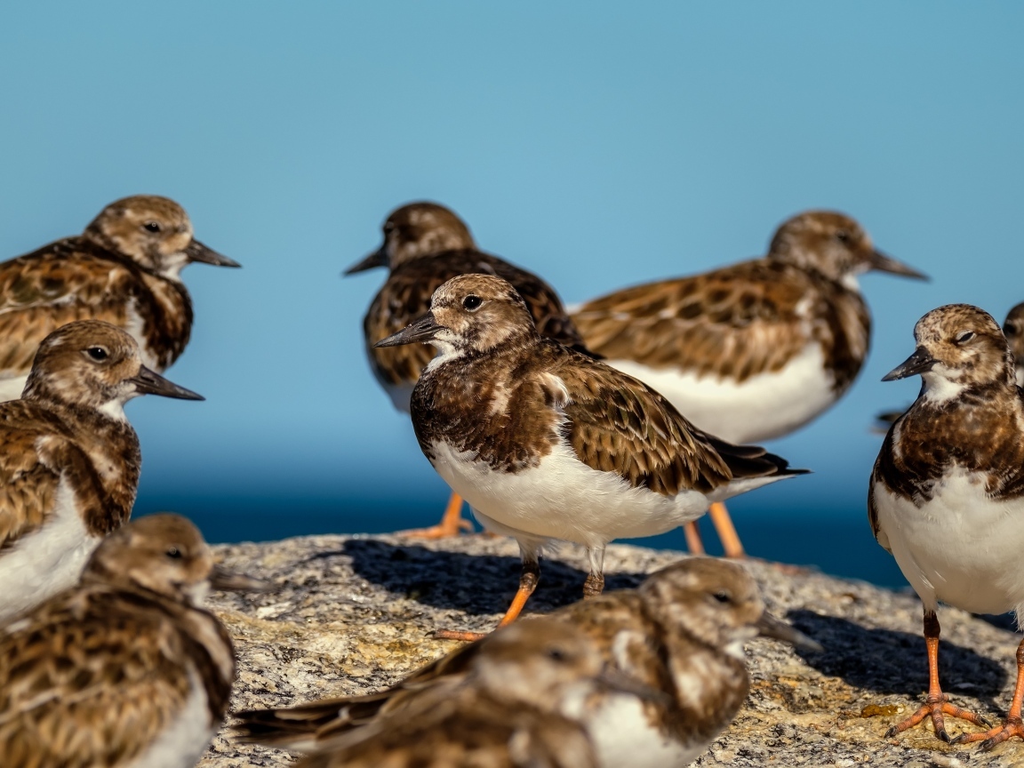 Маленькие птицы на камне у воды