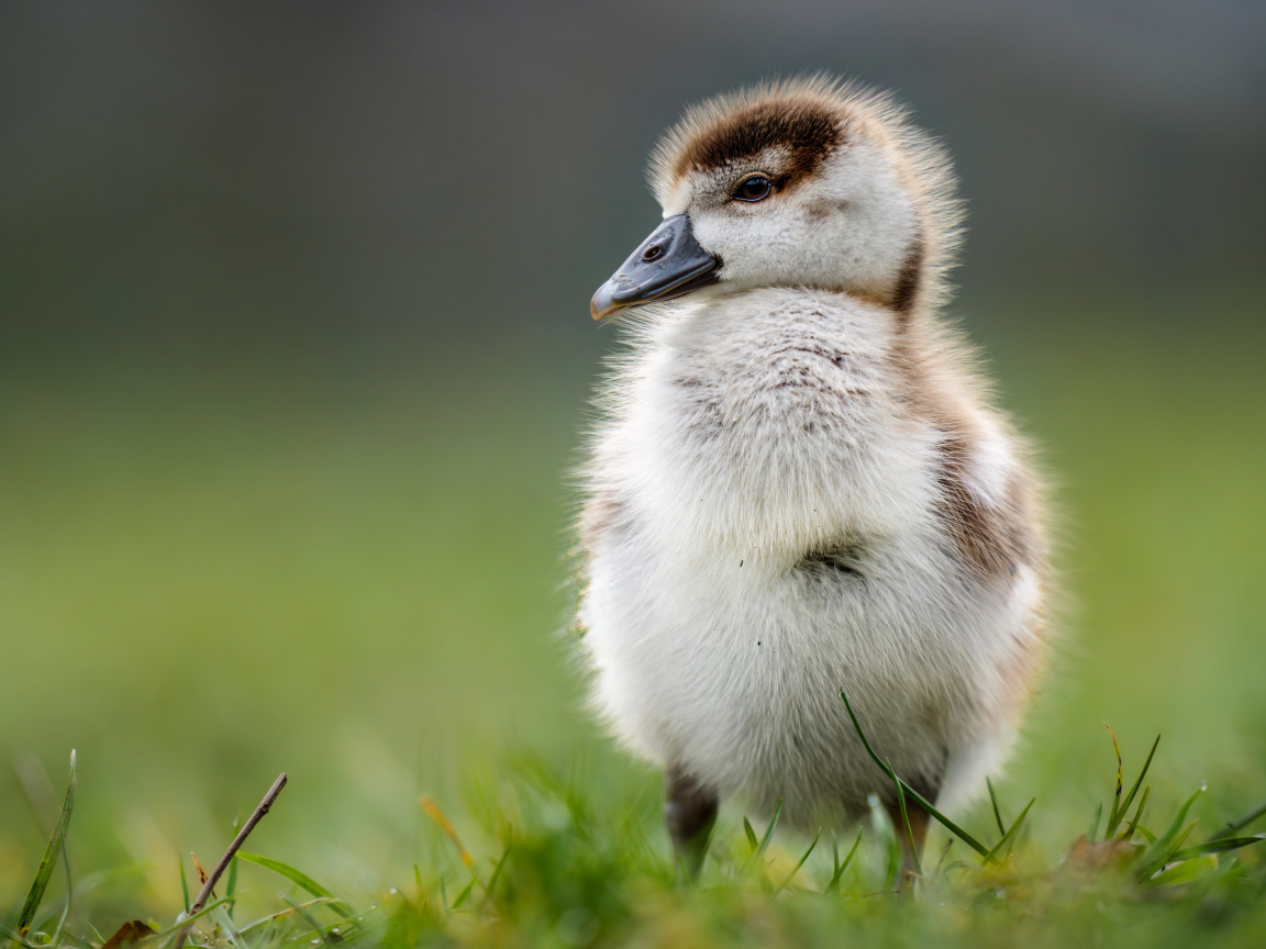 Маленький утенок стоит на зеленой траве