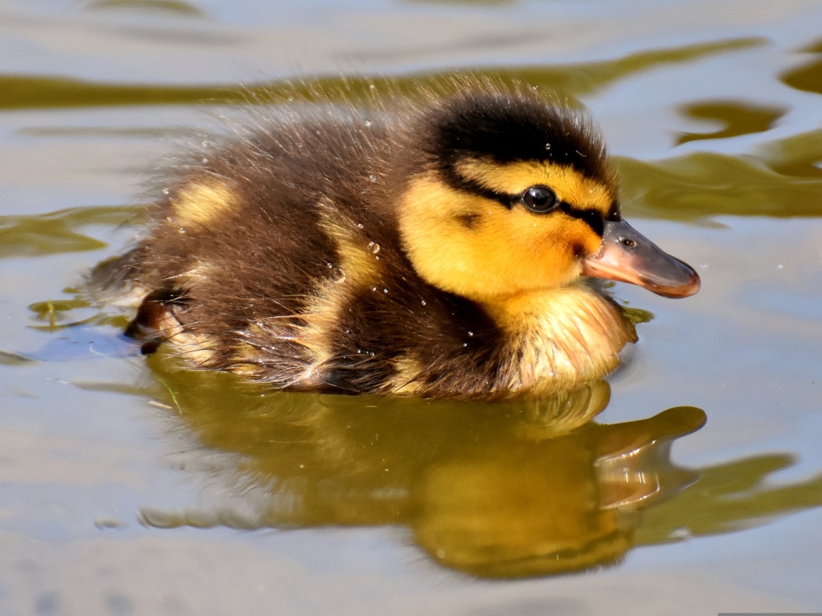 Маленький утенок плавает в воде