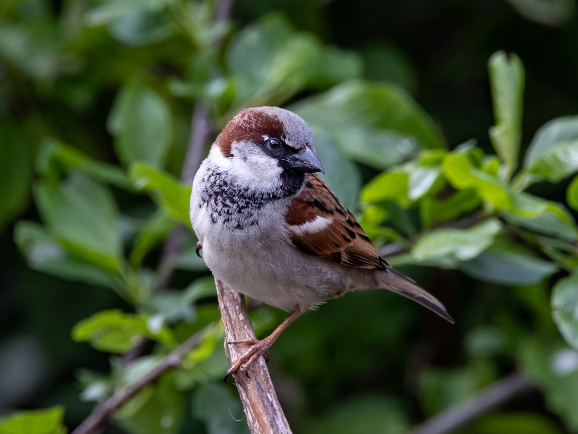 Маленький серый воробей сидит на ветке