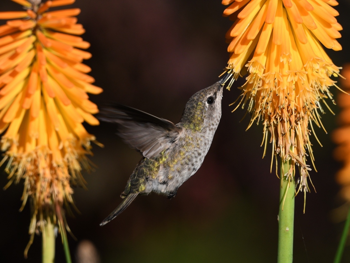 Маленькая птица колибри собирает нектар на оранжевом цветке