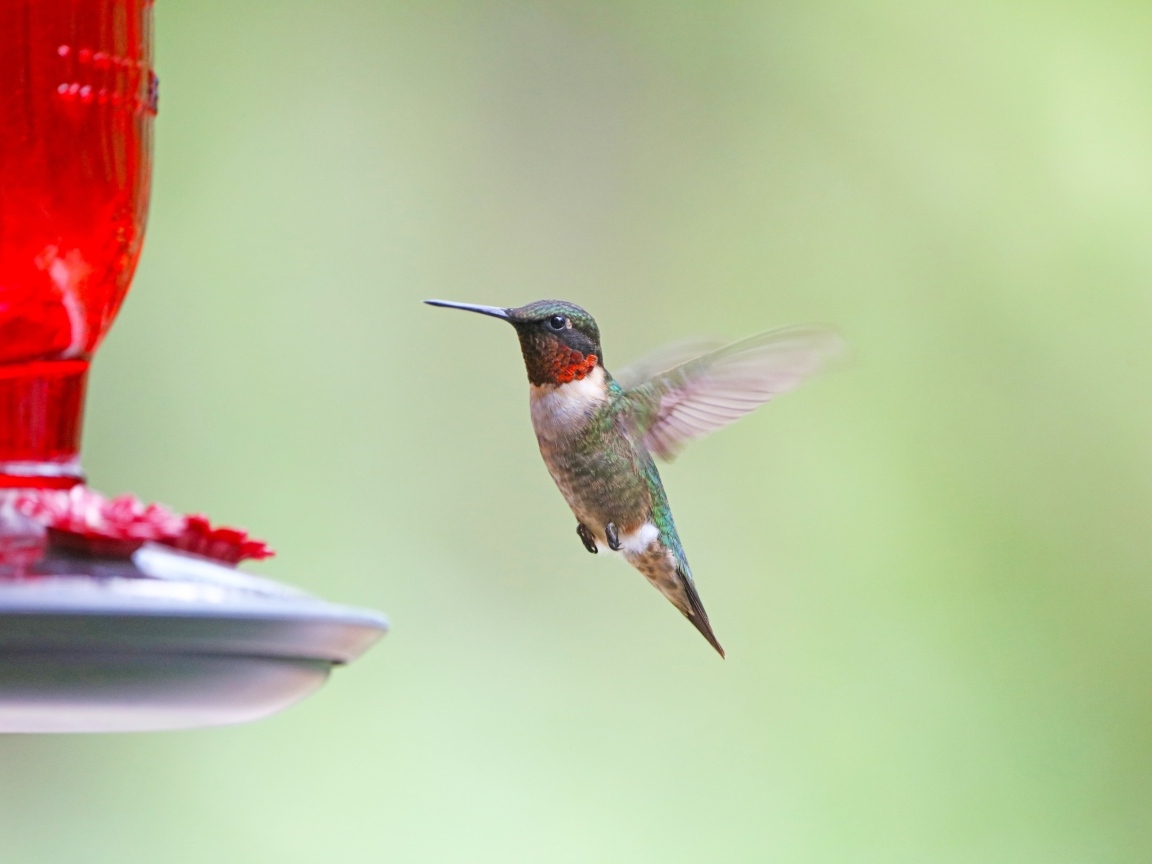 Маленькая птица колибри парит в воздухе