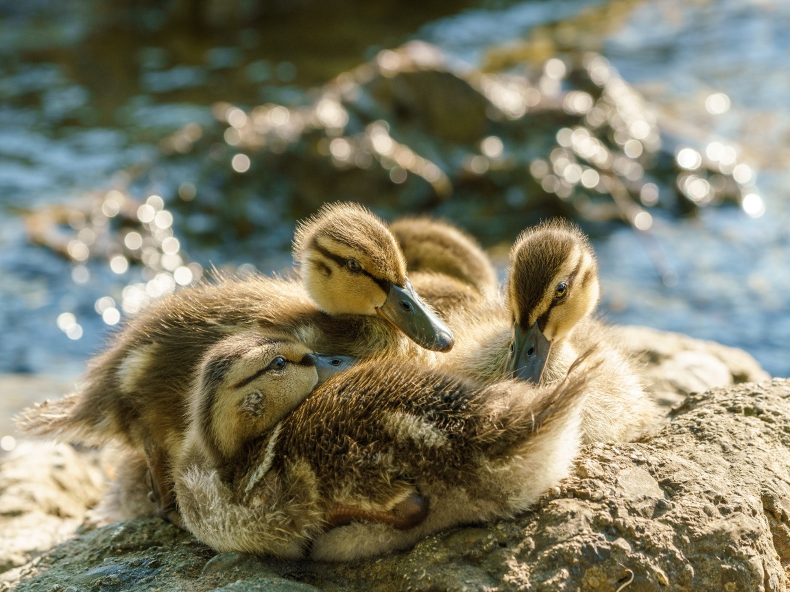 Маленькие птенцы лебедя на берегу