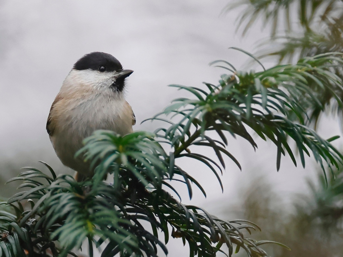 Маленькая синица сидит на ветке