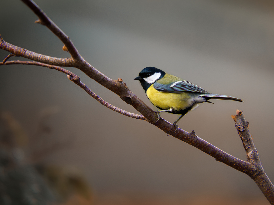Маленькая синица сидит на ветке дерева 
